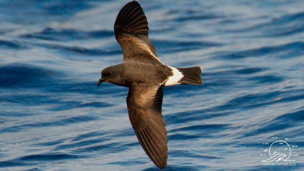 actividade-observacao-aves